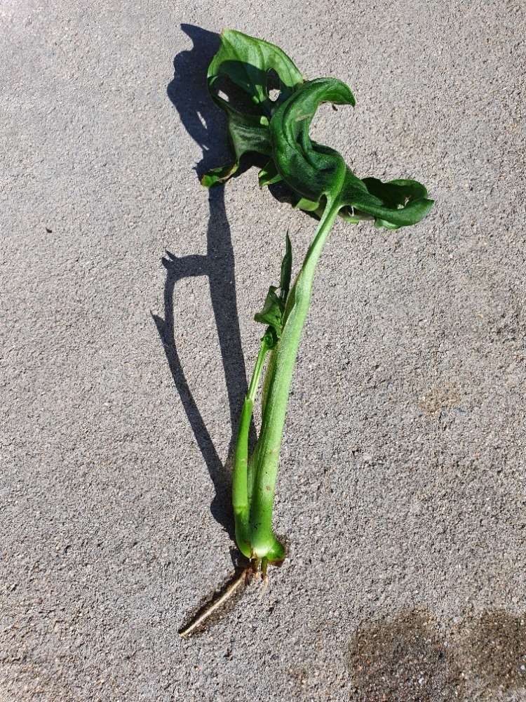 Monstera Adansonii / Monkey mask řízek - 2