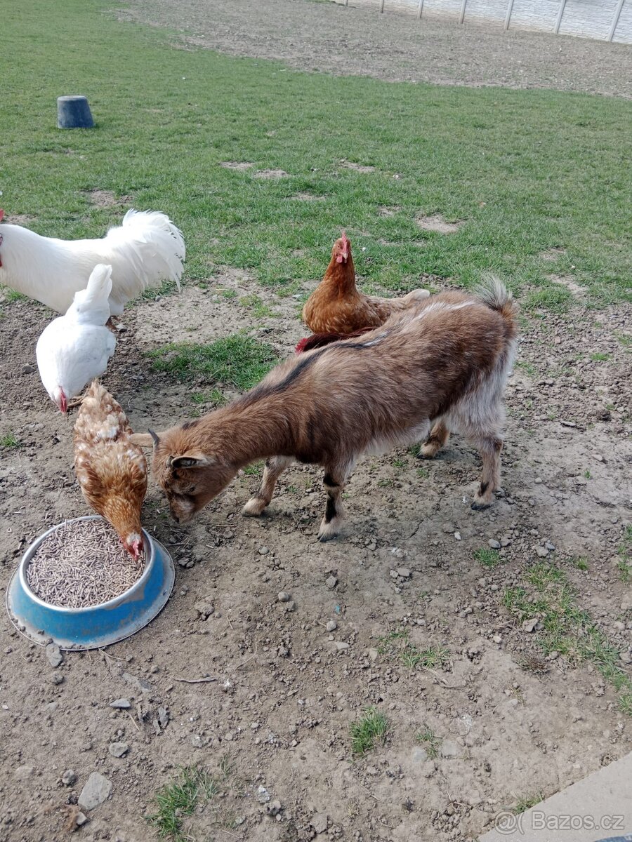 Koza holandská zakrslá - 2