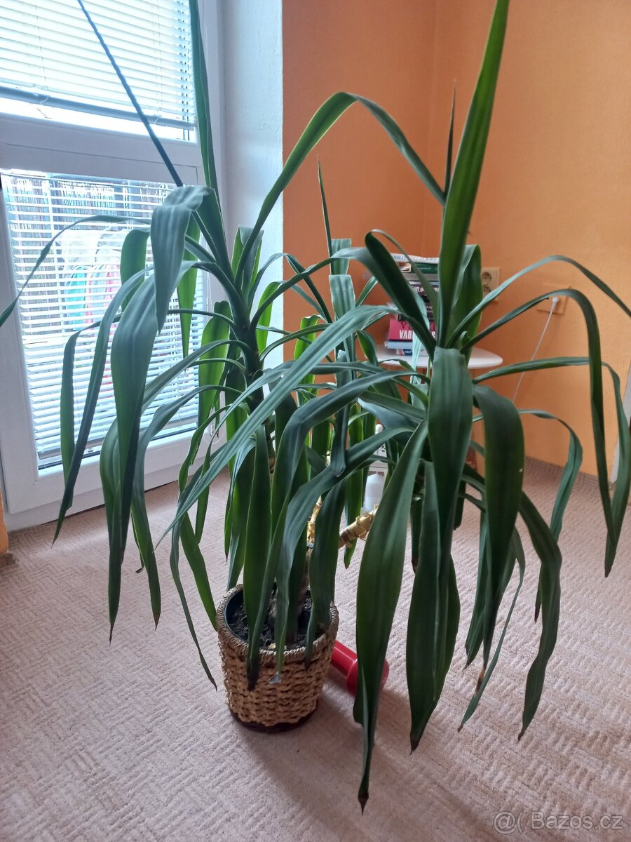 Yucca - 70 cm - 2