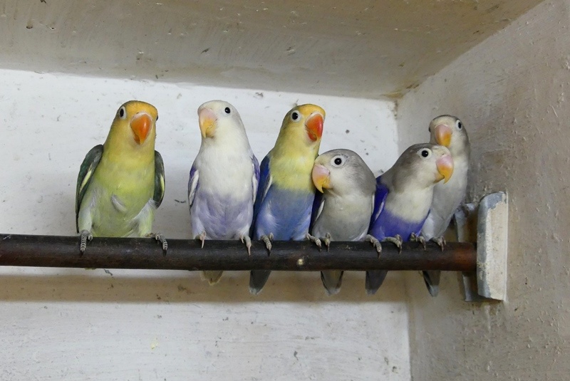 Agapornis fischeri - 2