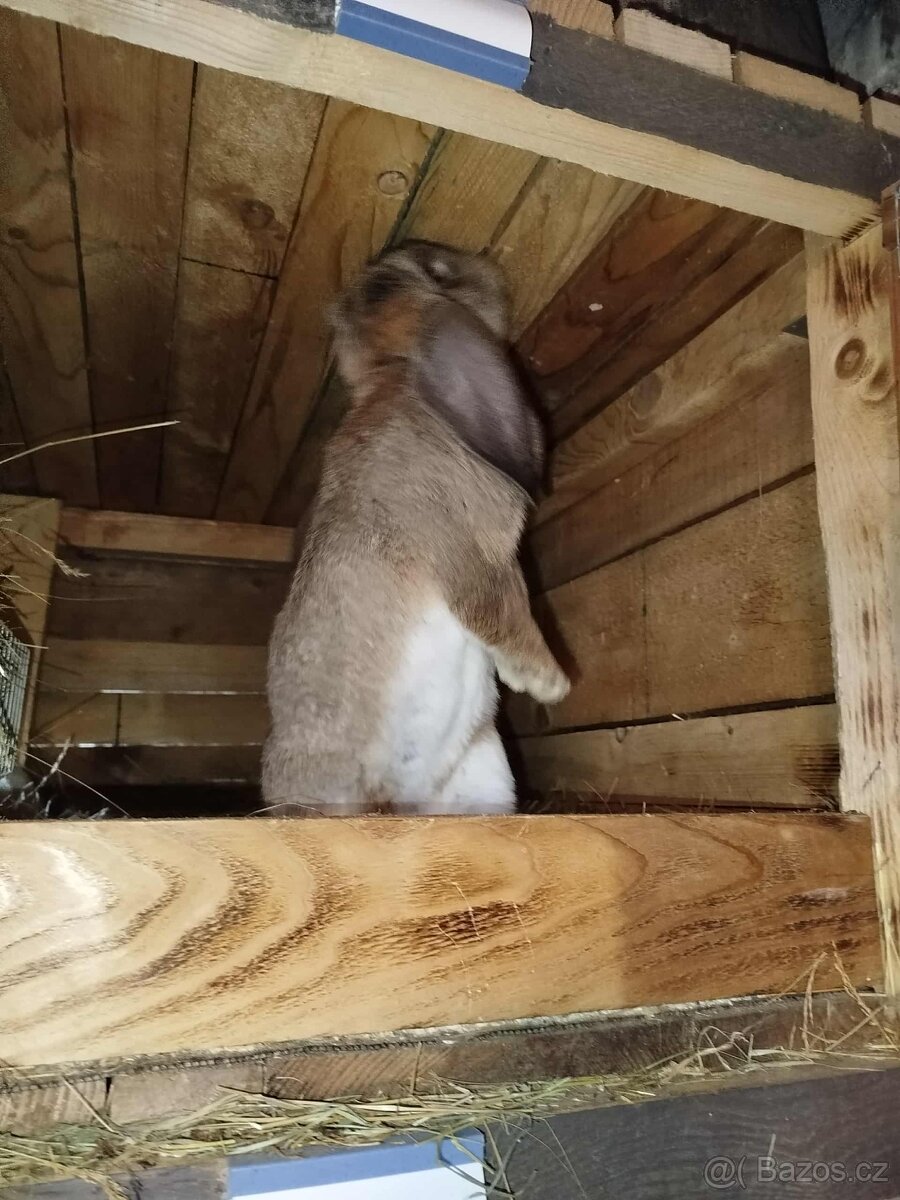 Francouzský Beran - 2