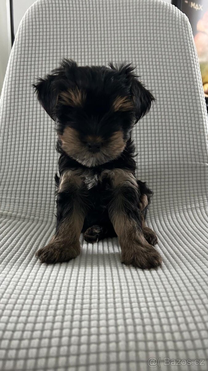 Biewer jorkširský teriér - 2