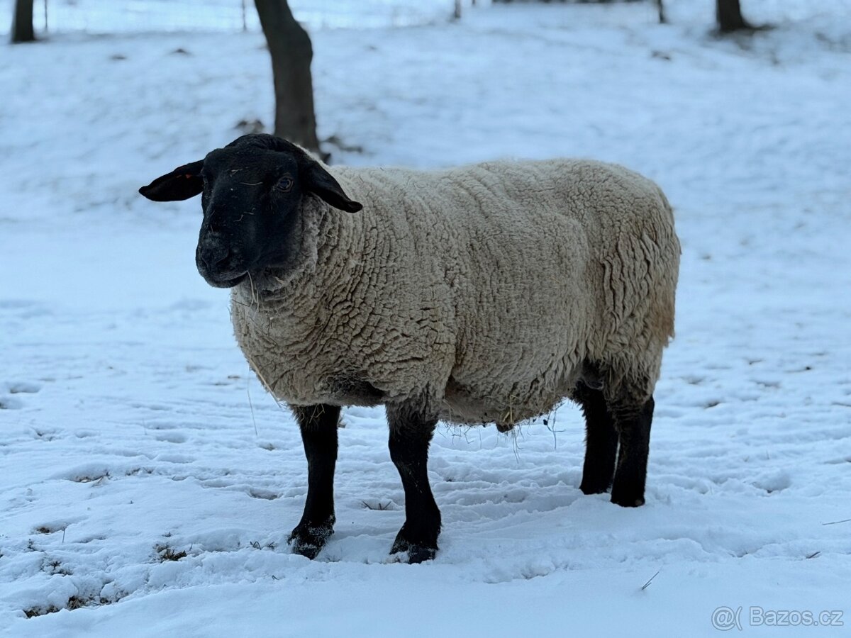 Plemenný beran Suffolk - 2