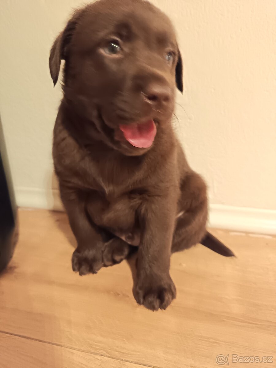 Labrador Retriever - 2