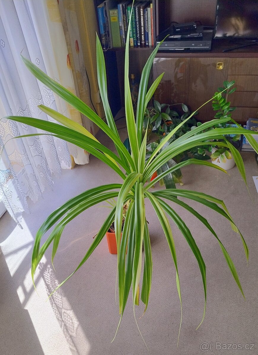 Pokojová rostlina Pandanus - 2