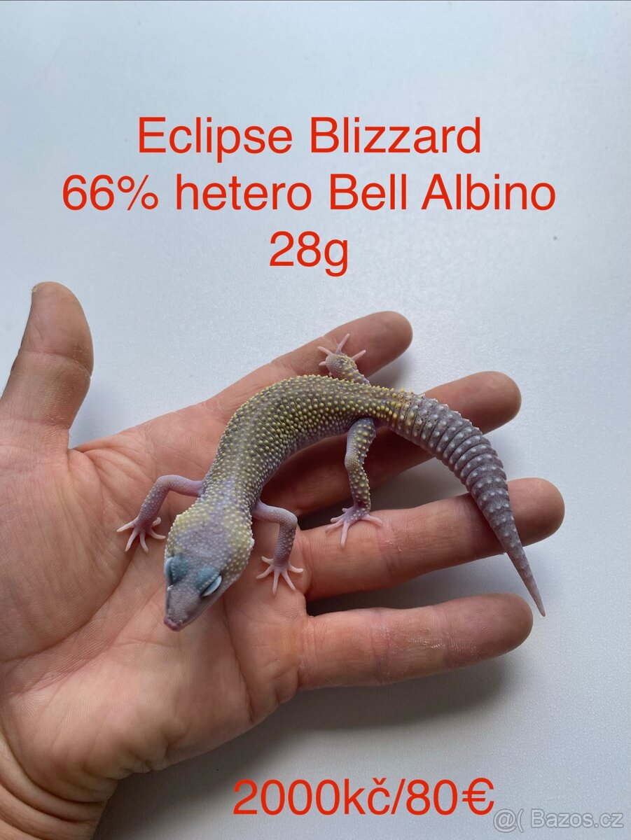 Gekončík noční - 2