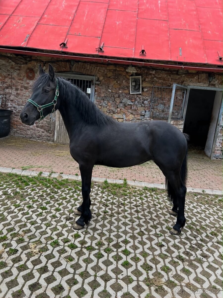 Barock Pinto klisna 2024 - 2