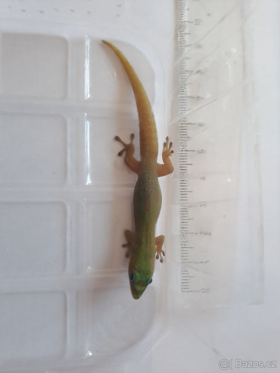 Phelsuma laticauda - 2