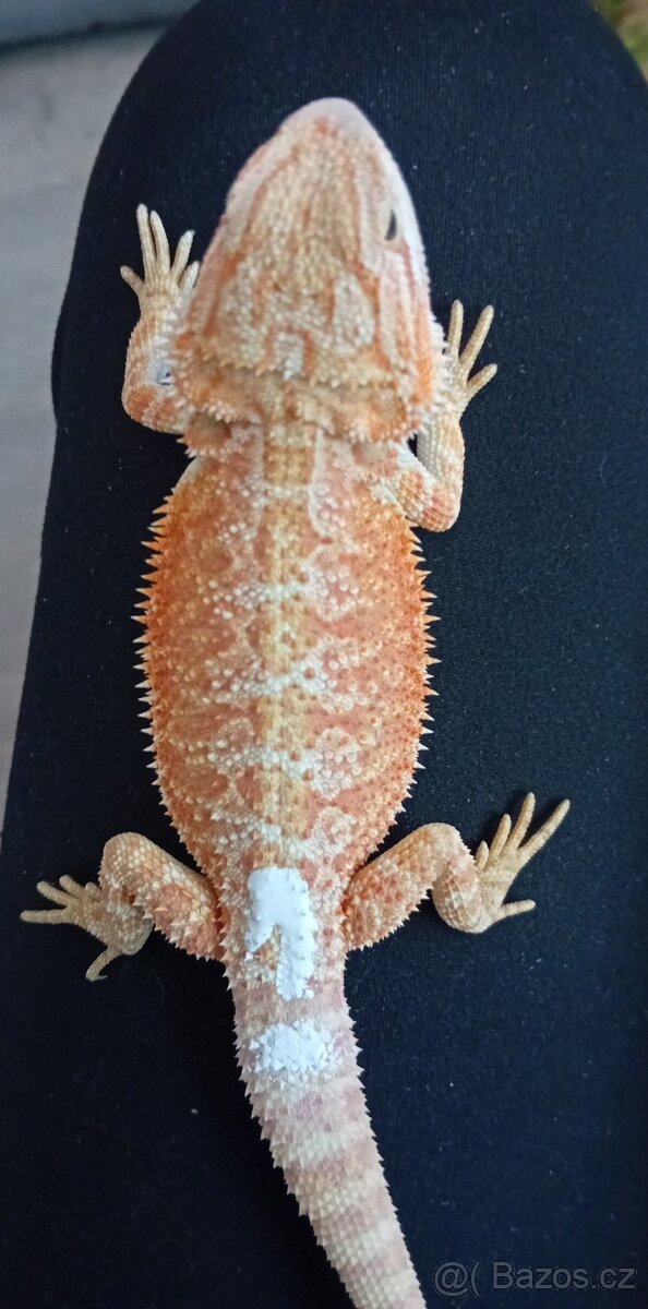 Agama Vousata sameček - 2