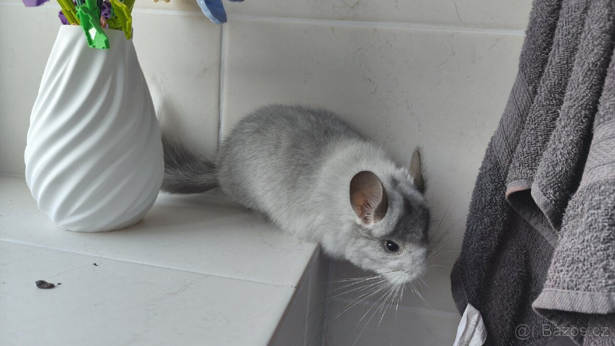 Činčila samec angora - 2