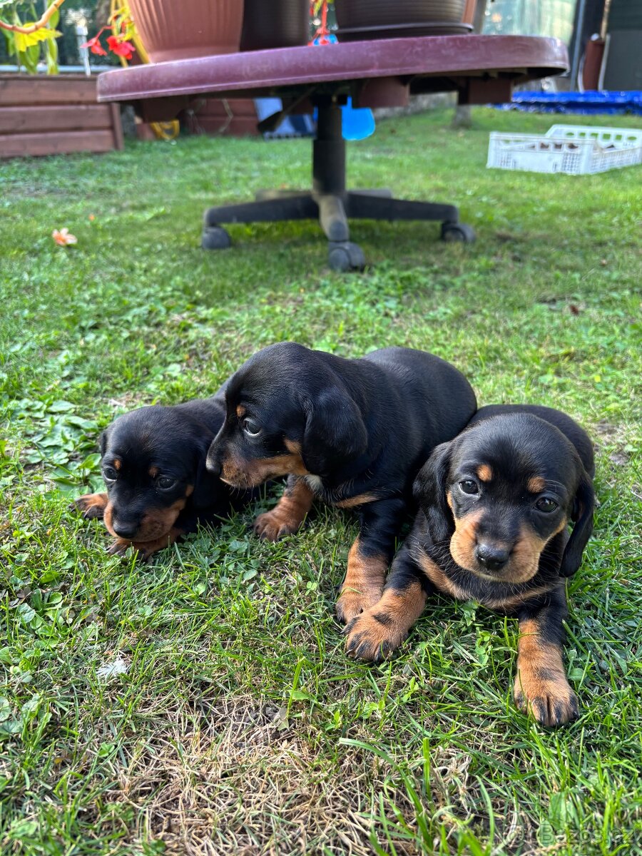 Štěňata krátkosrstého jezevčíka - 2