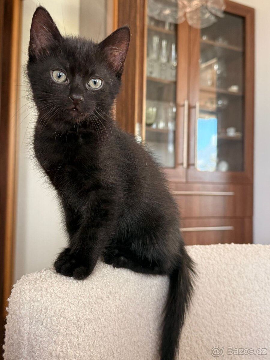 Darujeme kocourka - 2