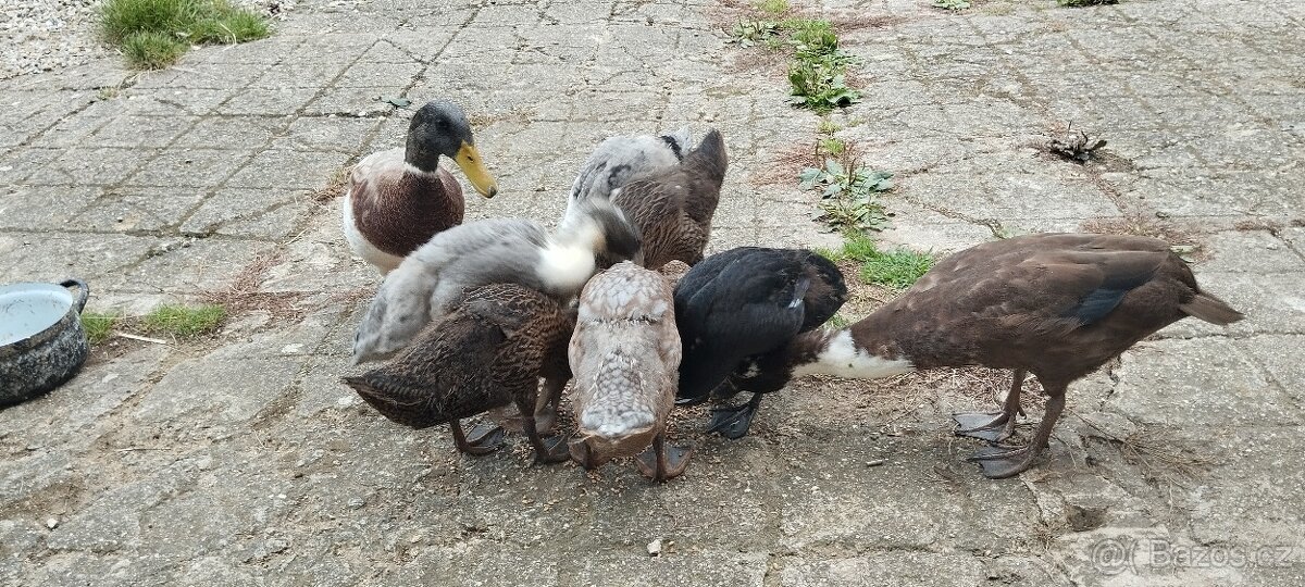 Indický běžec - 2