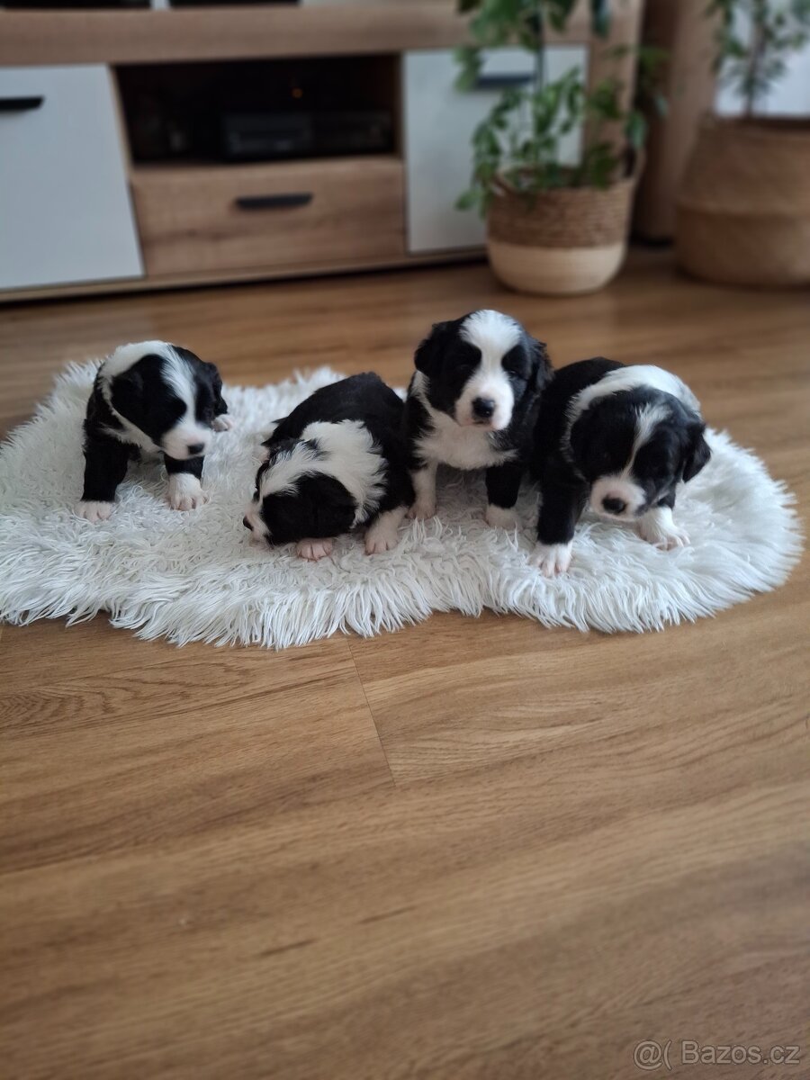 Štěňátka Border kolie - 2