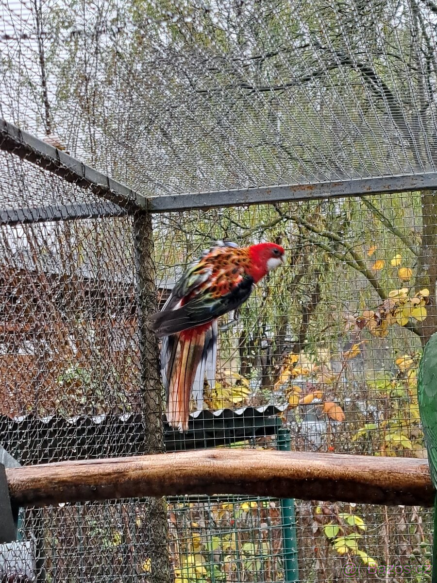 Rosela pestrá červená - 2