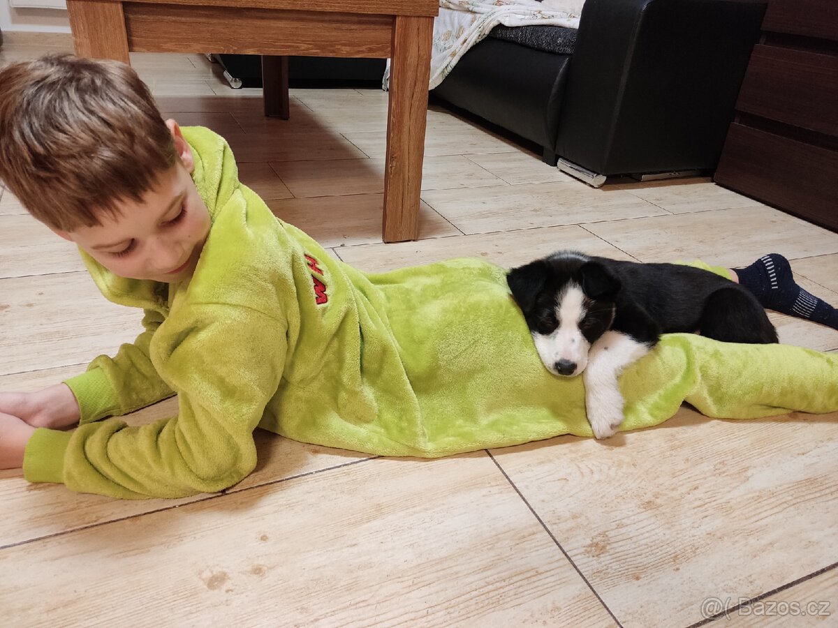 Border kolie bez pp již k odběru - 2