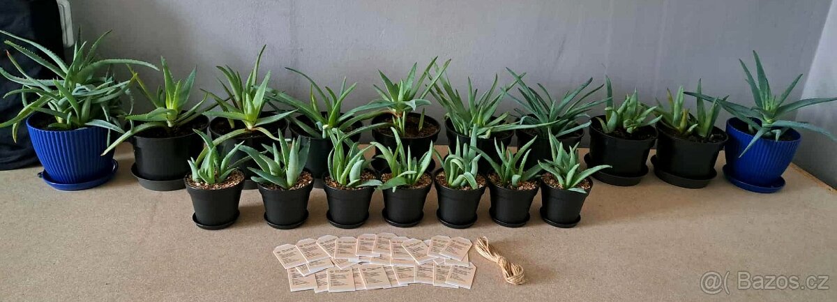Pravá Aloe Vera - vhodná i jako dárek - 2
