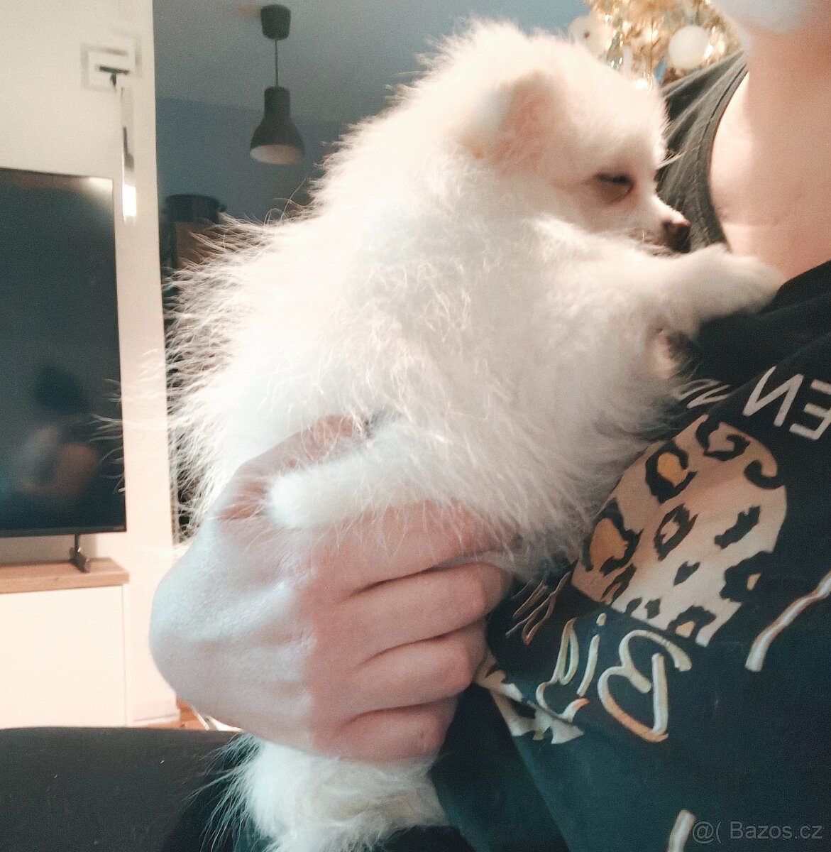 Pomeranian štěňátko fenka - 2