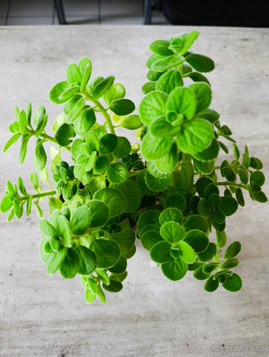 Rýmovník eukalyptový - 2