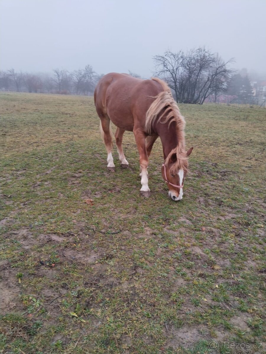 Slezský norik - kobylka - 2