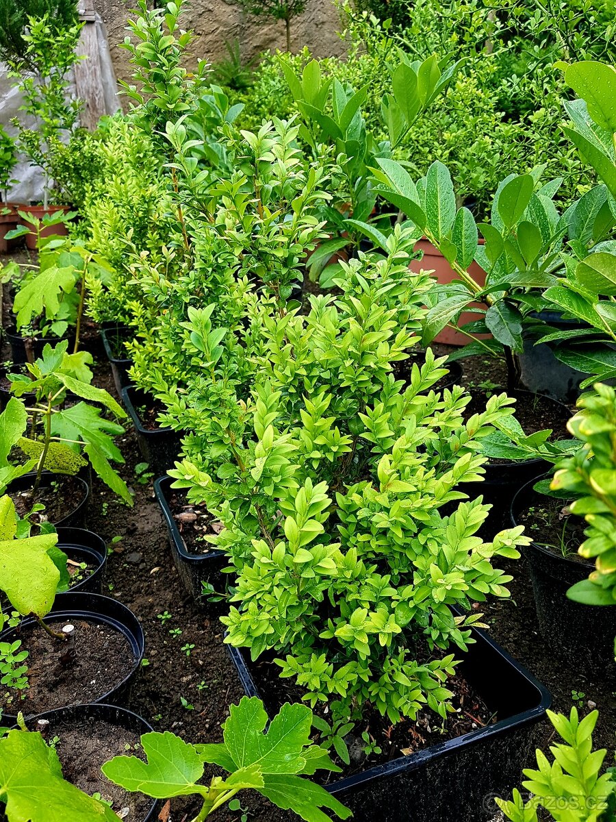 Buxusy, Buxus, Zimostráz, keře - 2