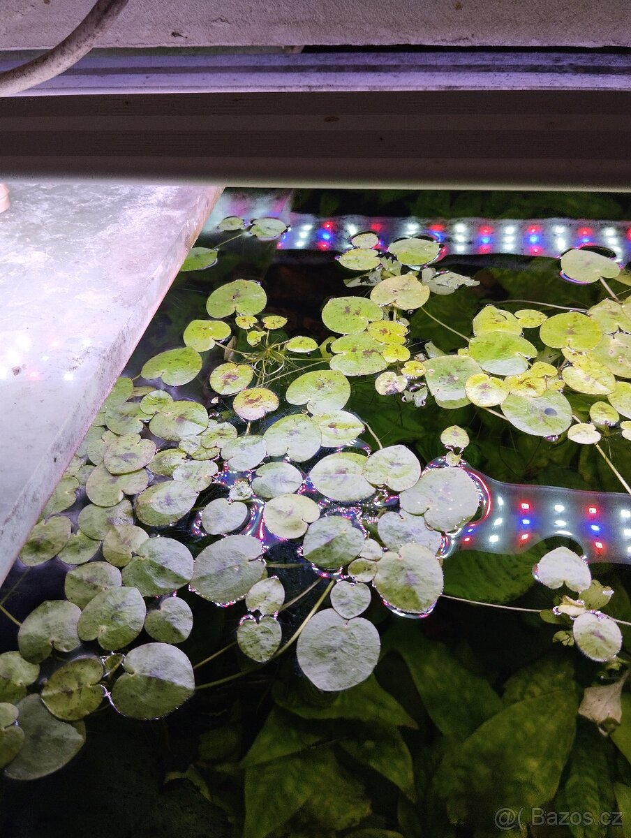 Akvarijní rostliny - 2