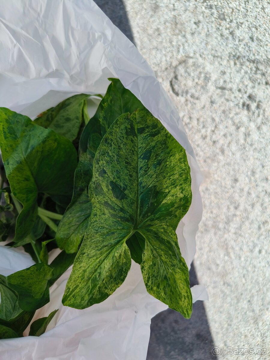 Syngonium 2 druhy Batik a Mojito - 2