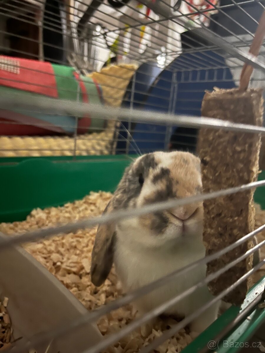 Králíček Mike - 2