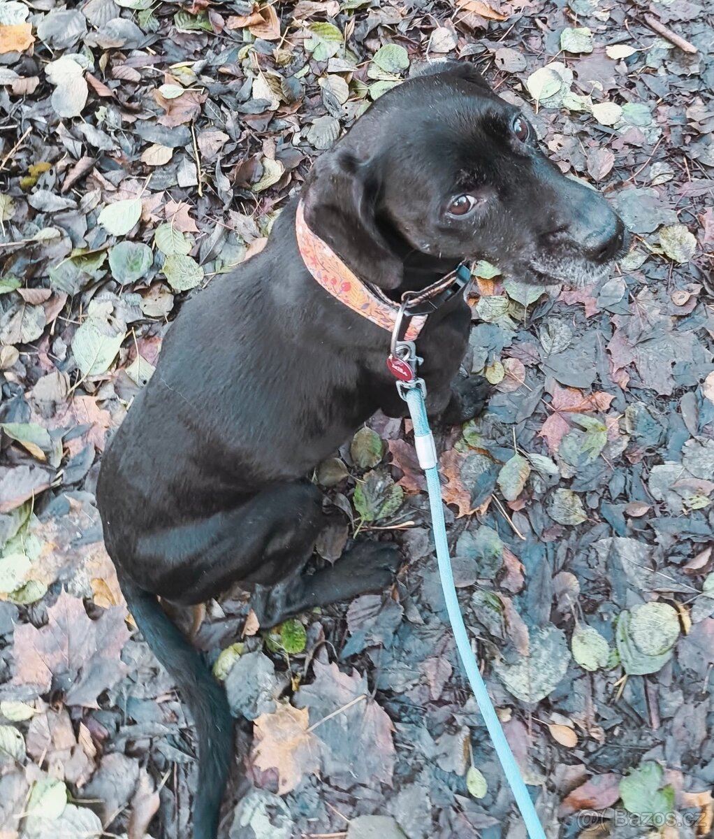 Daruji psa Míšu - 2