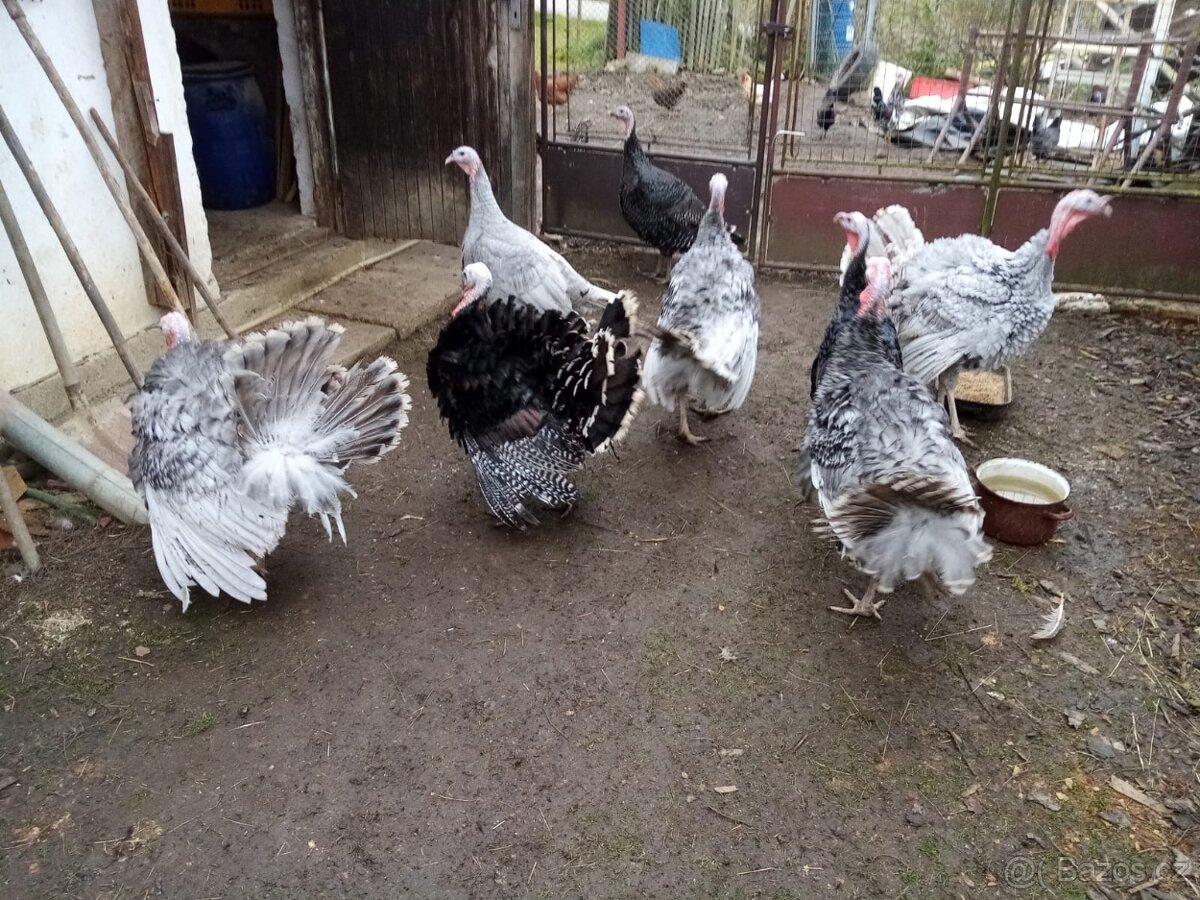 Krůta bronzová - 2