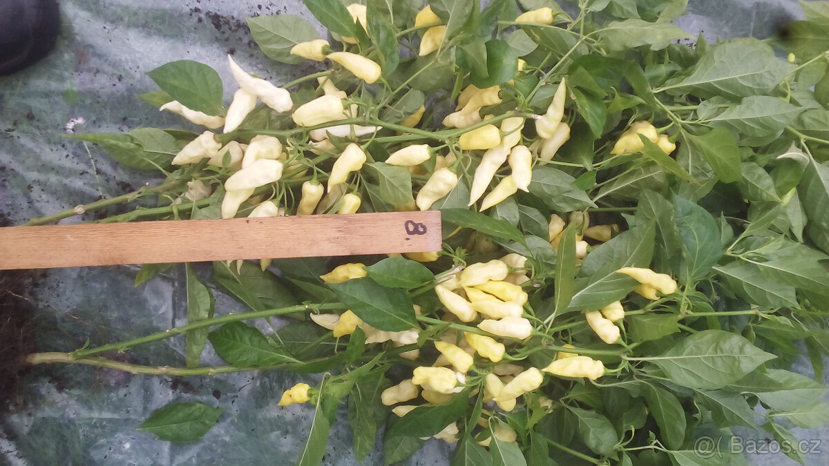 Aji- cito (chilli semínka) - 2