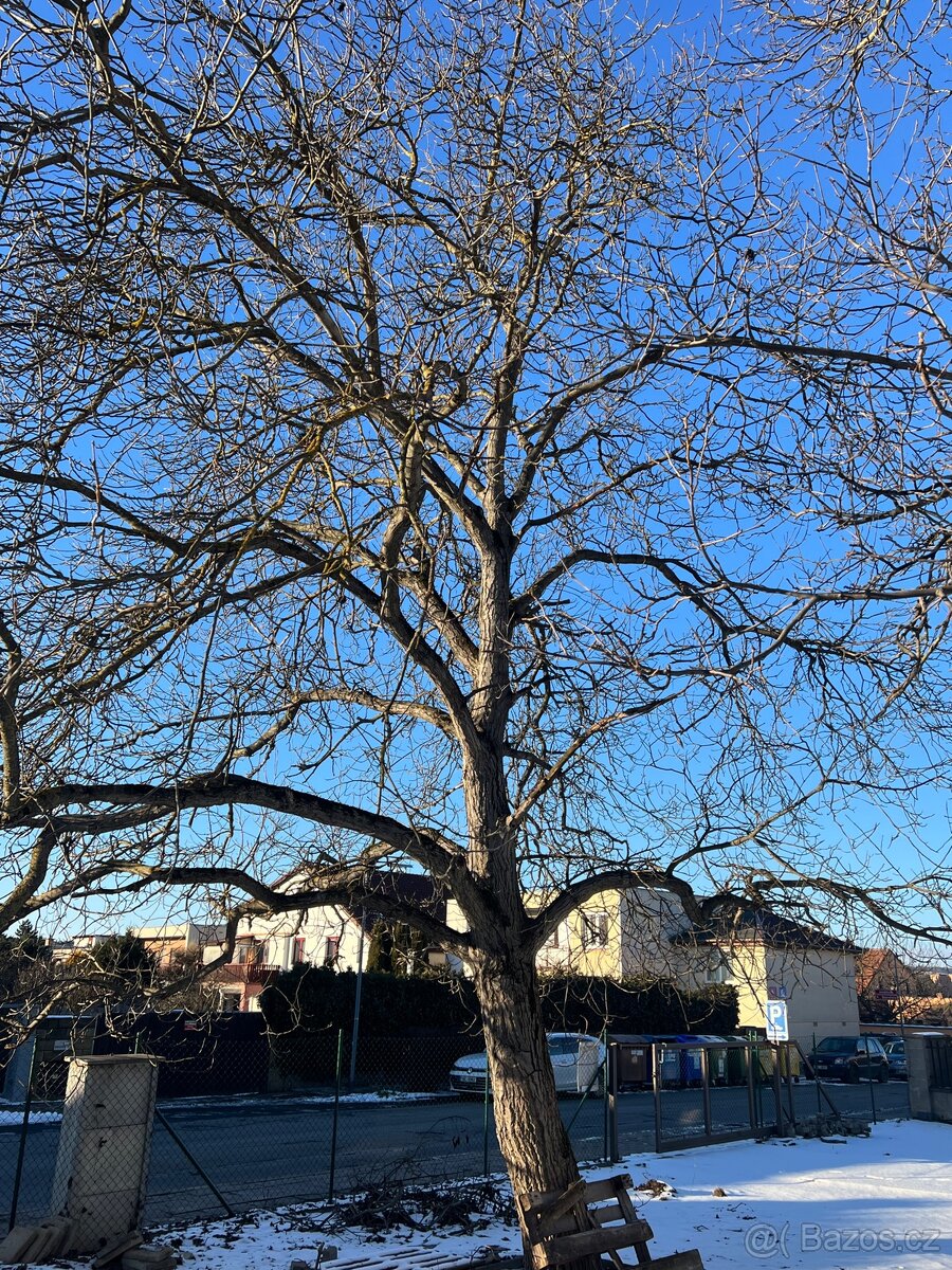 2 x ořešák ke skácení a odvozu - 2