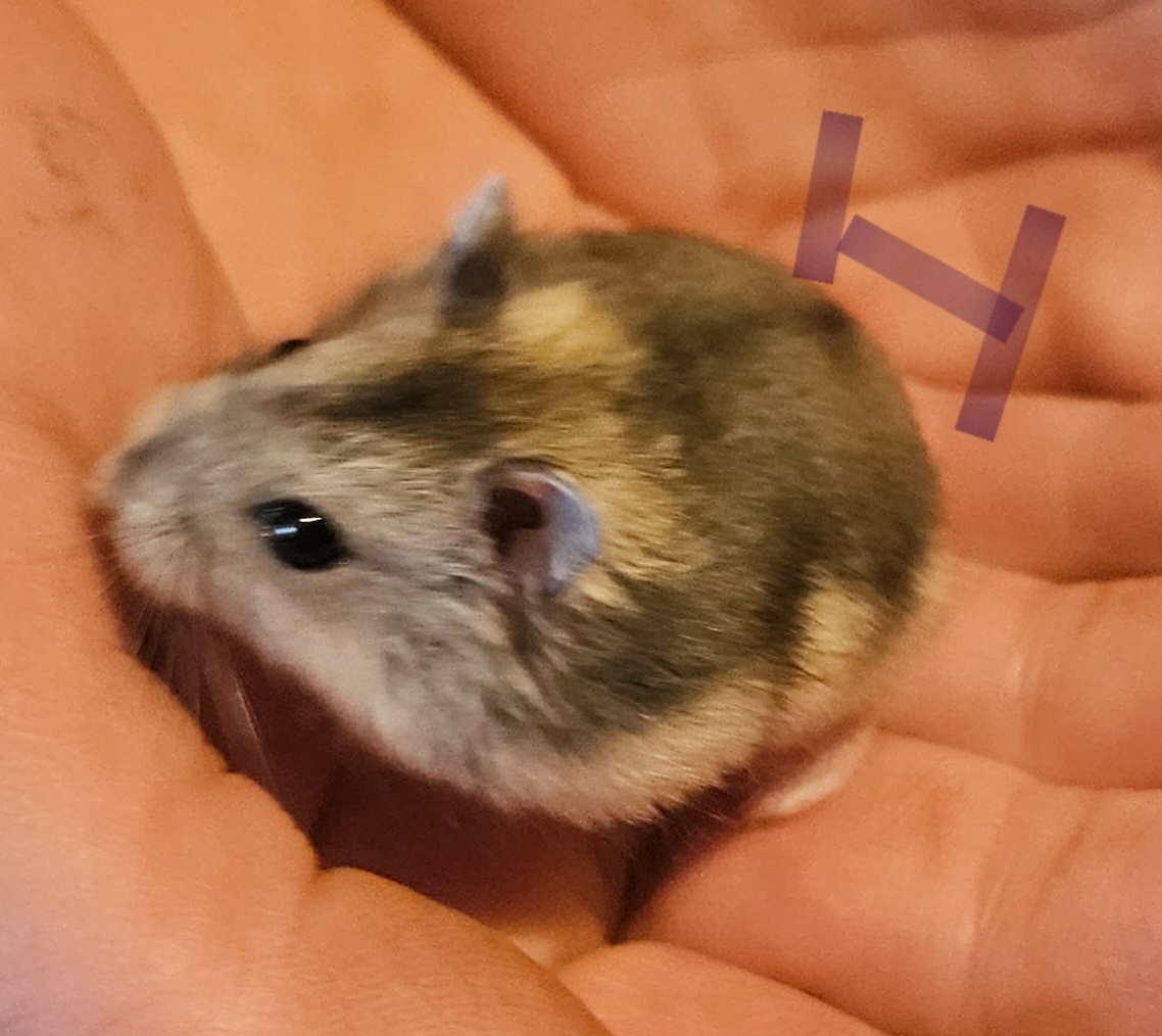 Křeček dzungarsky - 2