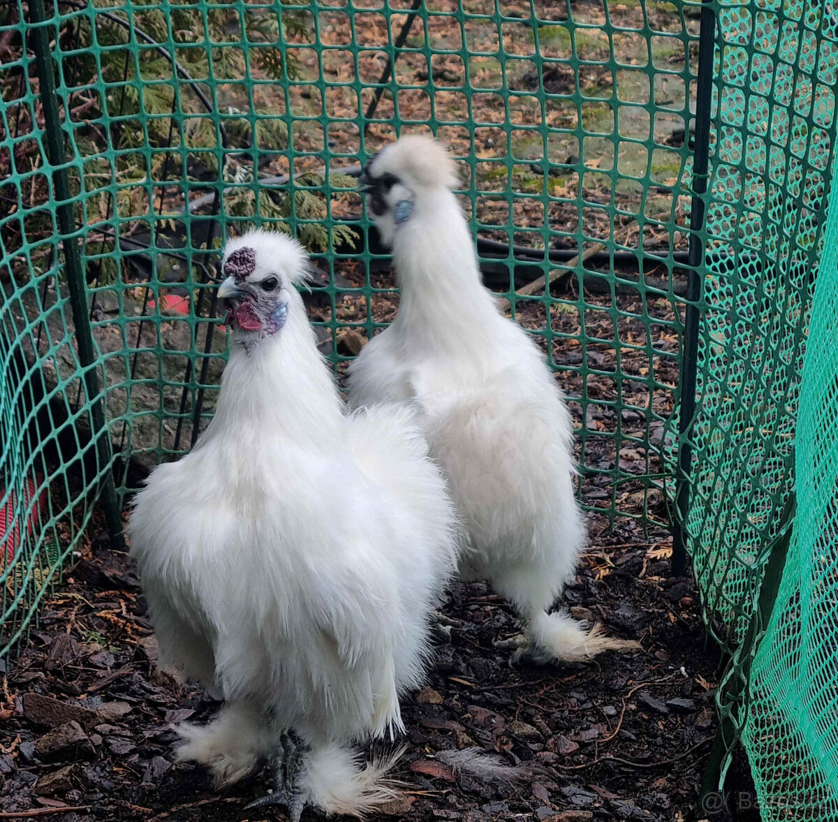 Kohoutci Hedvábničky - 2