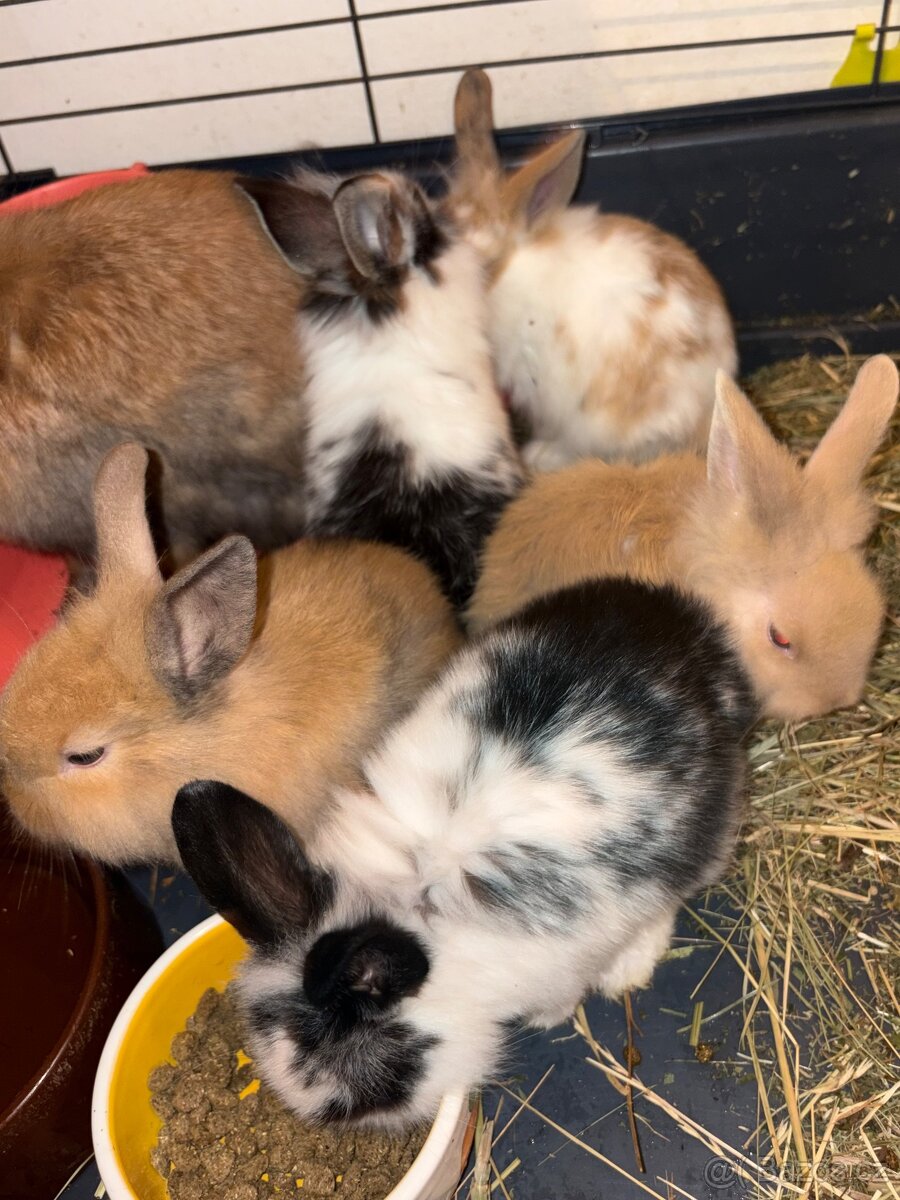 Zakrslý králík - Ivíček - 2