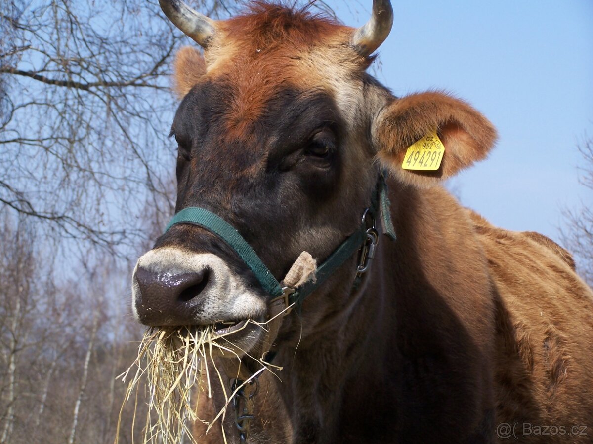 Kráva 100% Jersey - 2