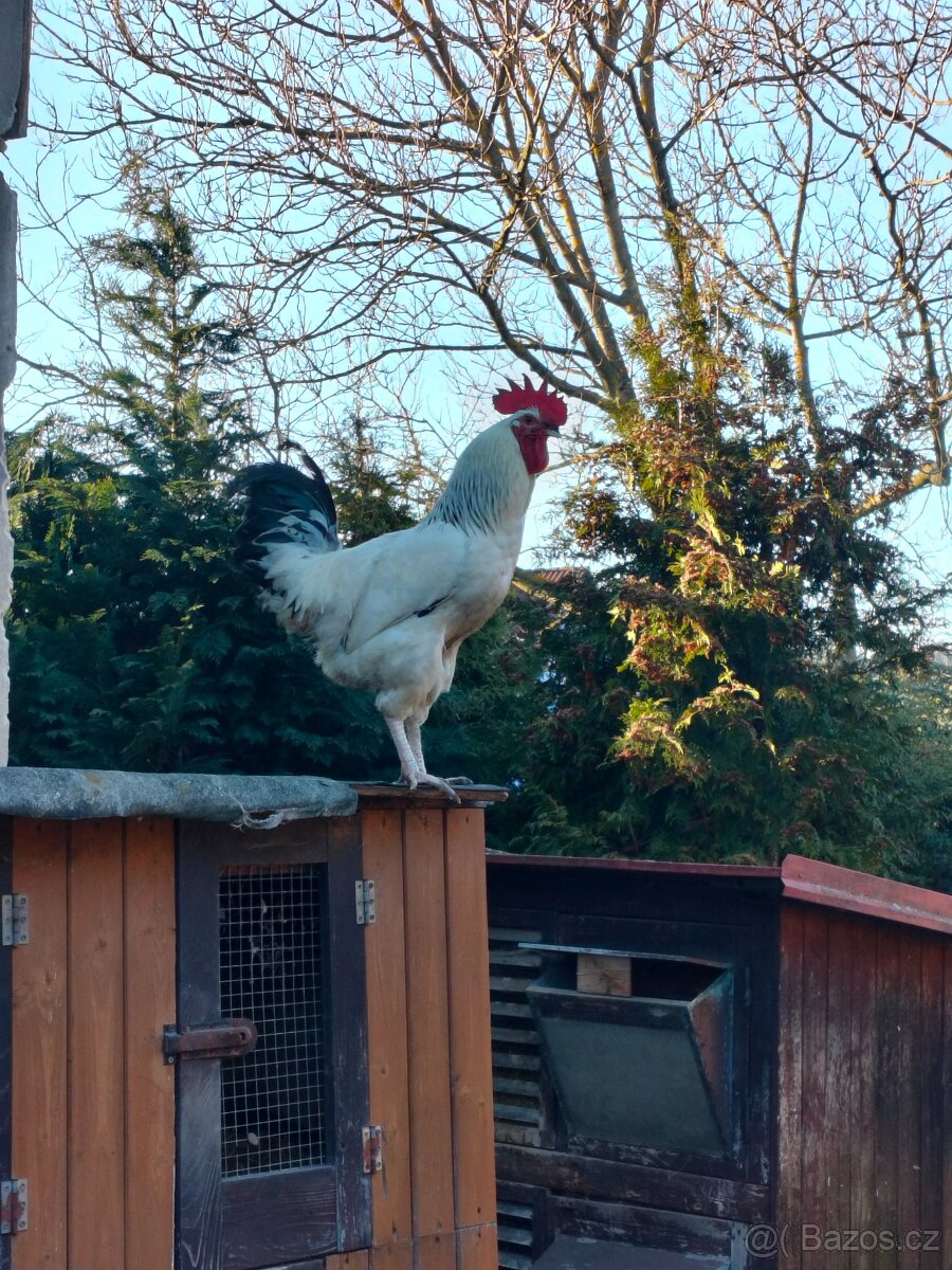 Kohout a Kachny na chov - 2