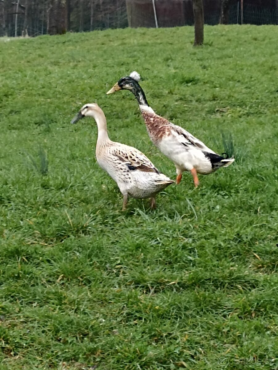 Násadová vejce-Indický běžec bali - 2