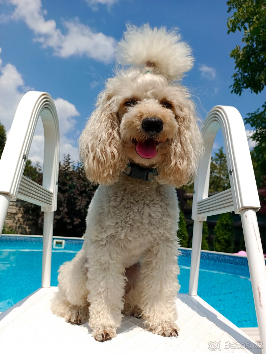 Pudl trpasličí - 2