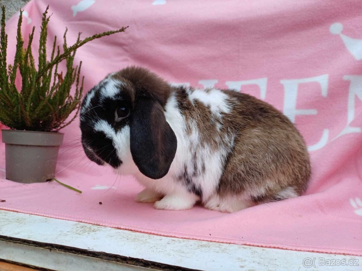 Tipový Sameček Zakrslý Beránek MiniLop - 2