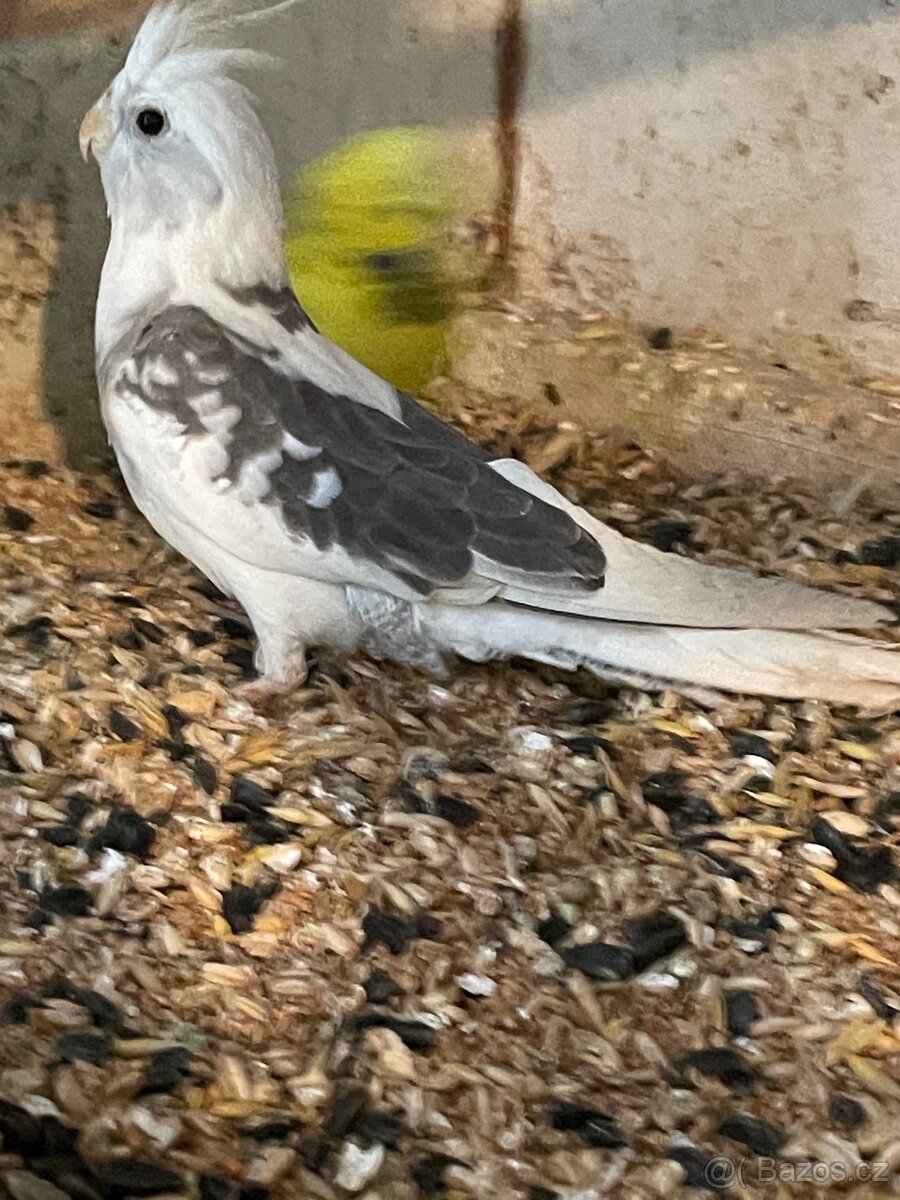 Korela - mláďata na ochočení - 2