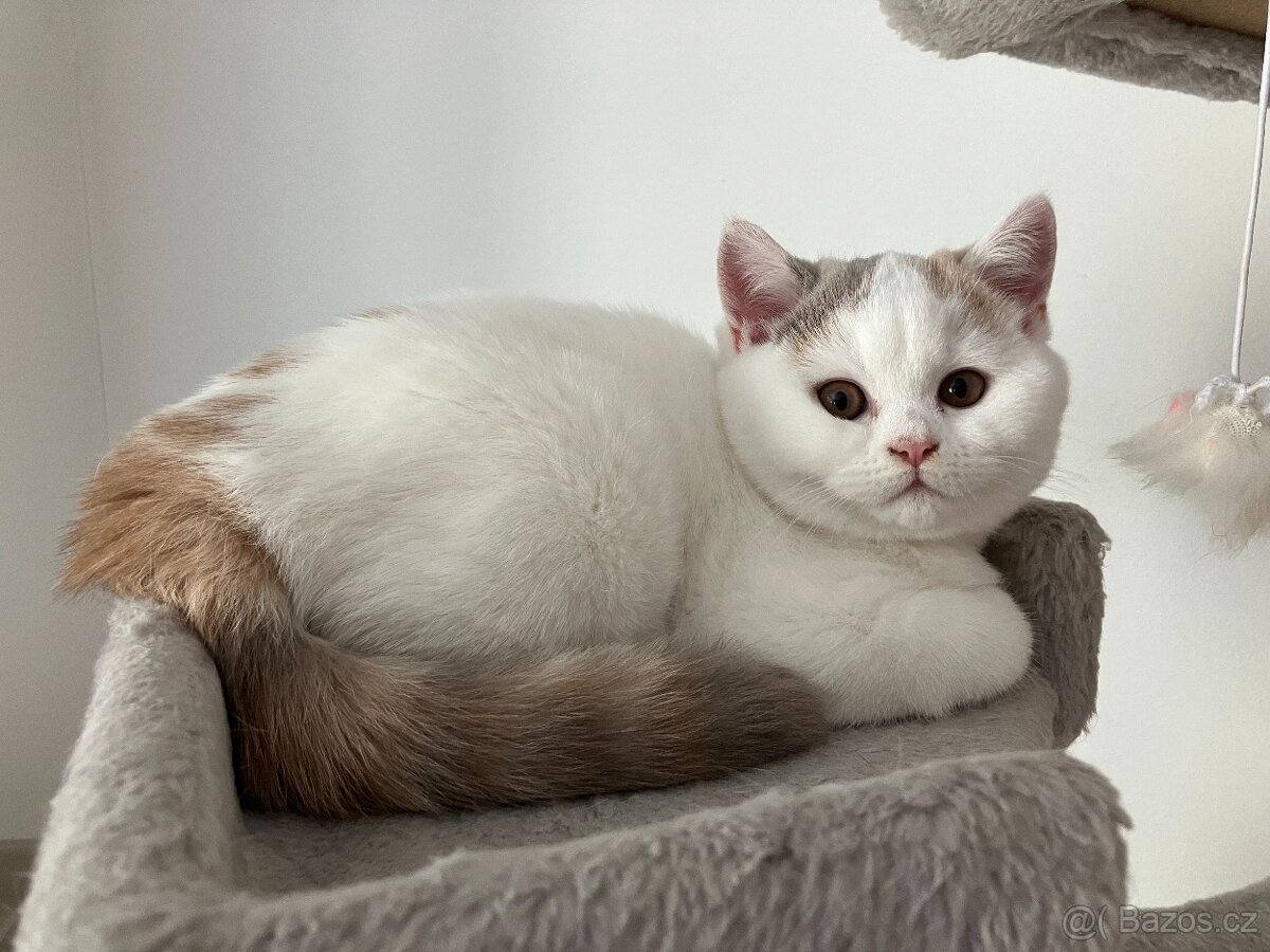 Britská koťátka s PP - 2