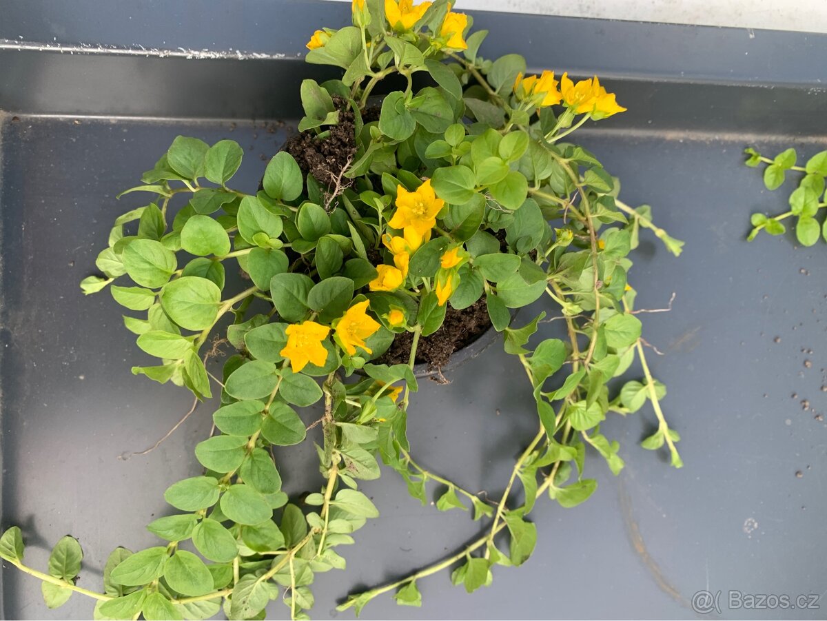 Vrbina penízková - 2