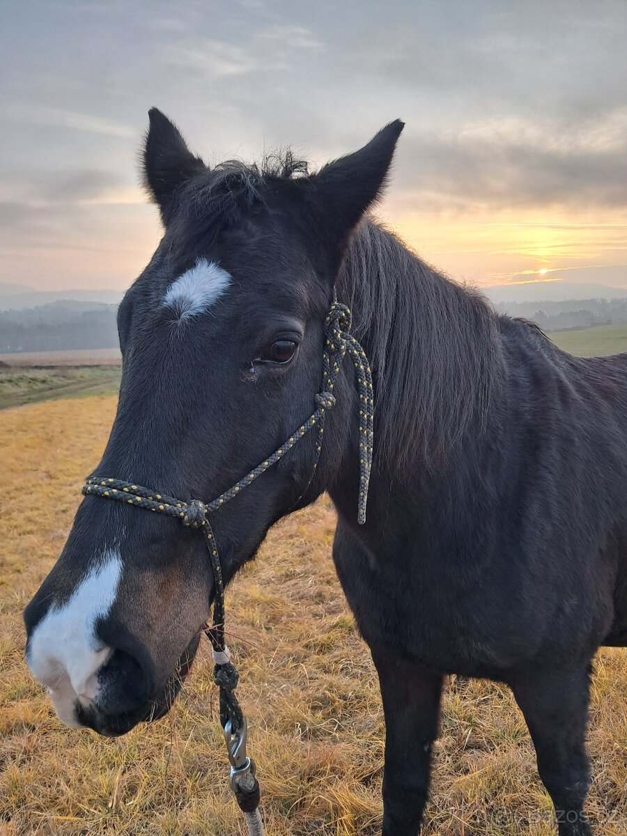 Prodám klisnu ČT - 2