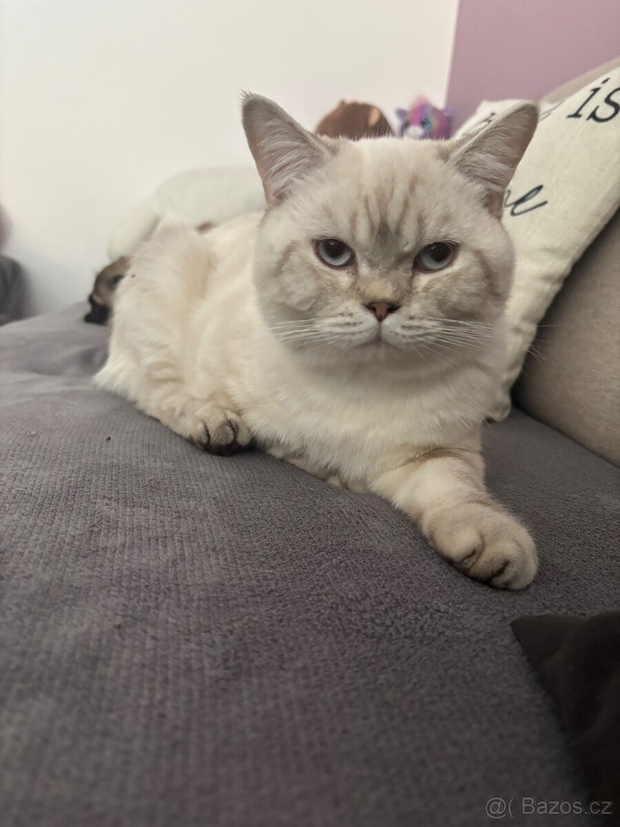 Britský kocourek ke kryti - 2