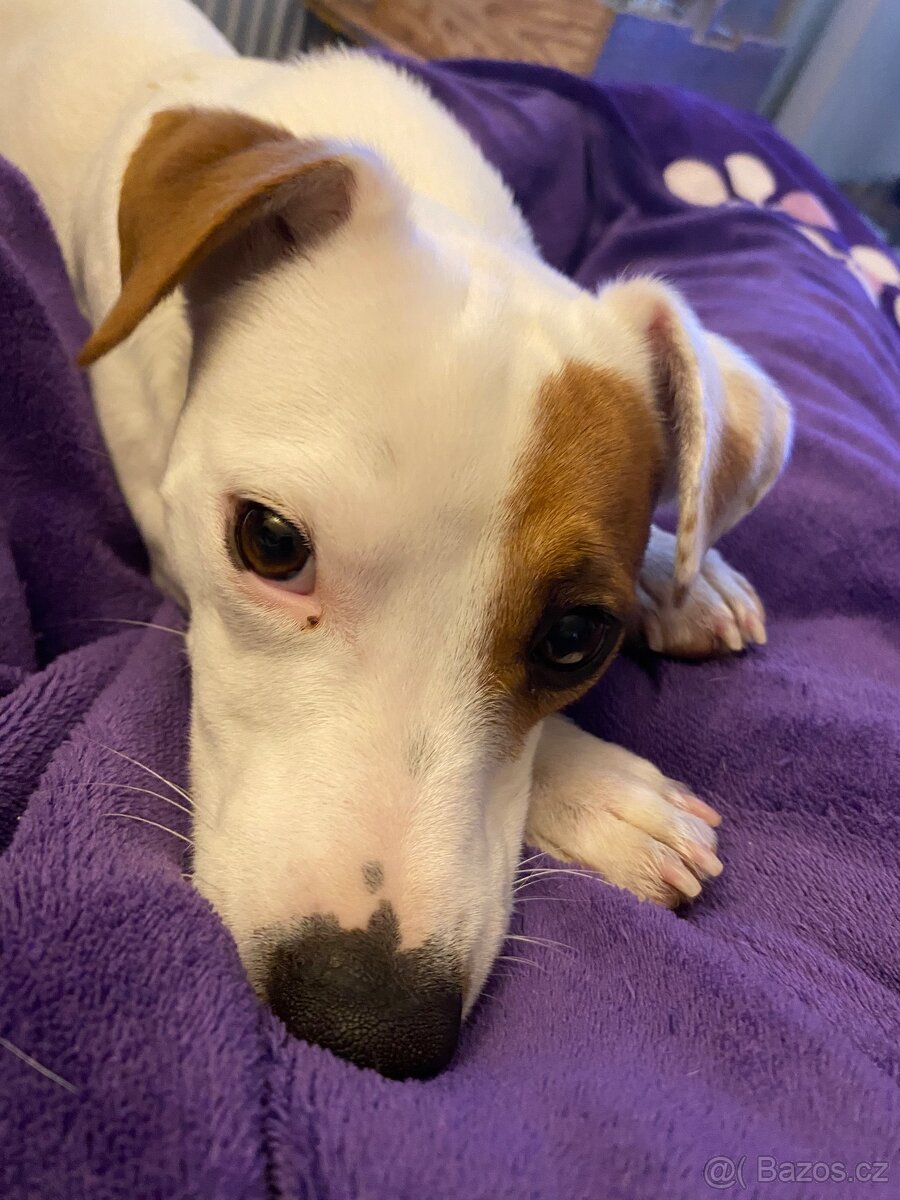 Jack Russell teriér krytí - 2