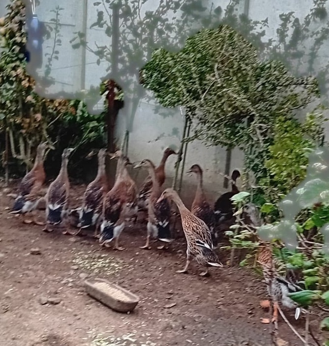 Indický běžec - 2