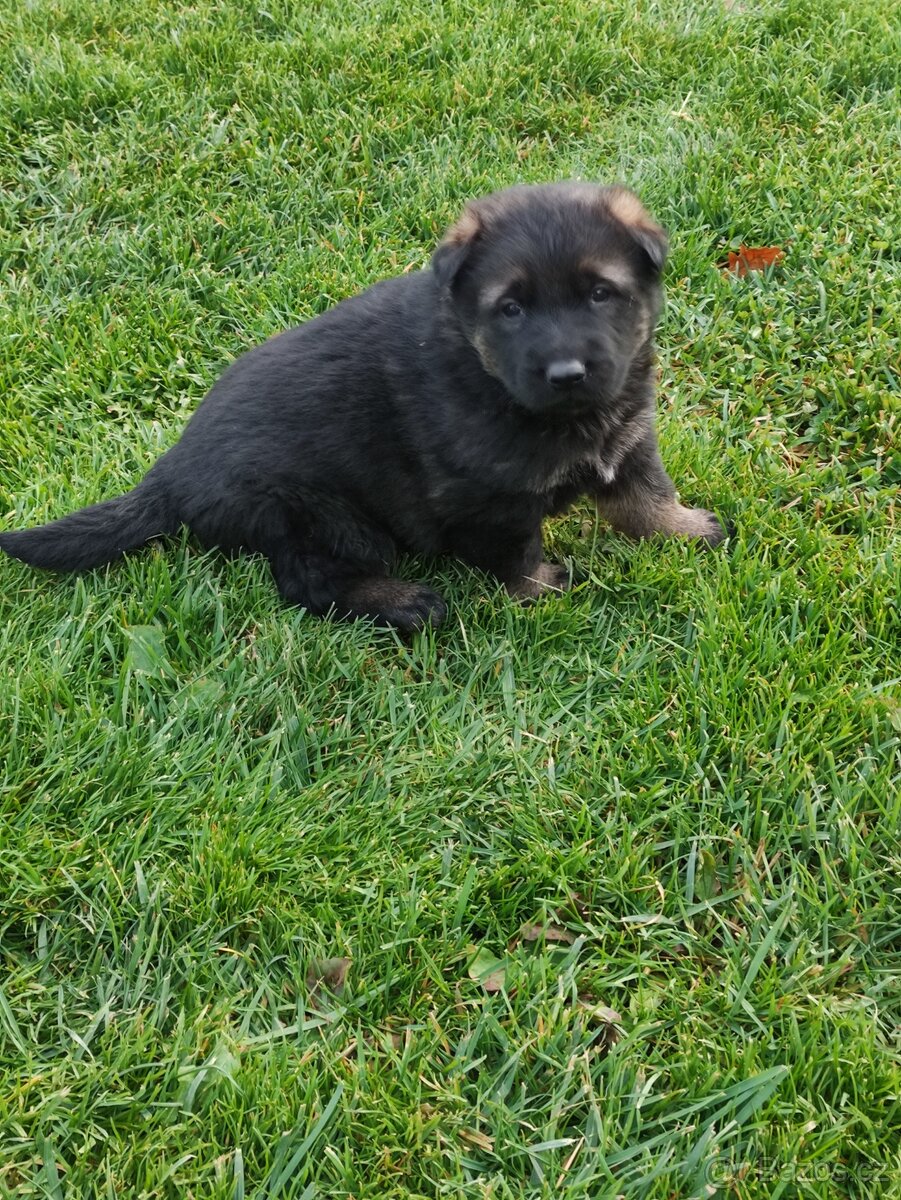 Německý ovčák štěňata - 2