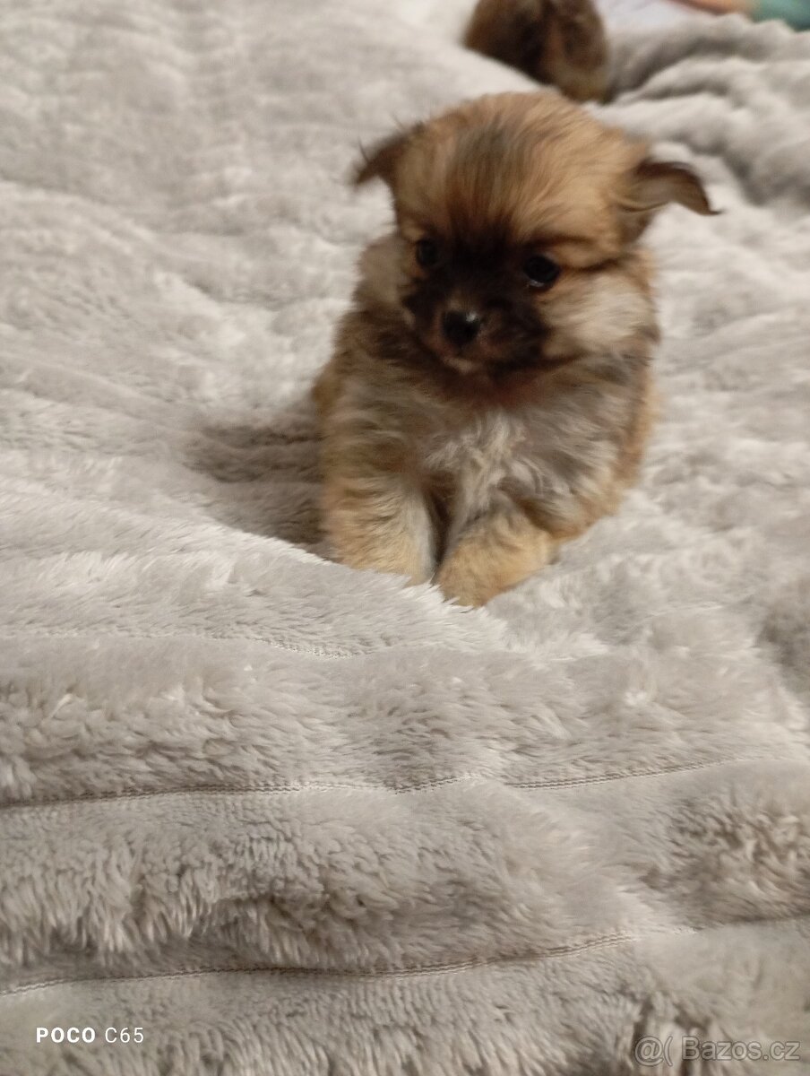 pomeranian/ pomerian - 2