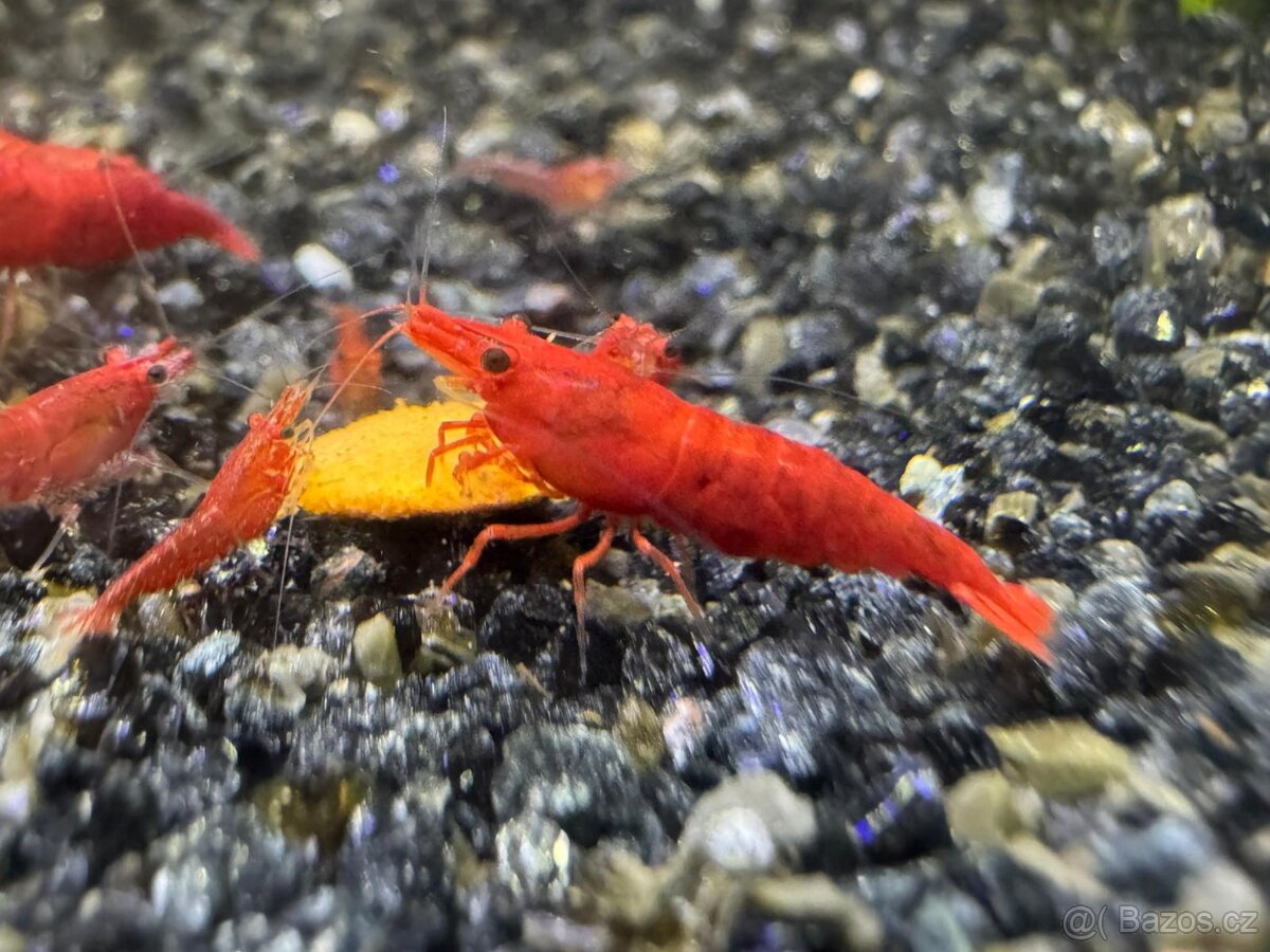 Neocaridina Red Sakura - sladkovodní krevetky - 2